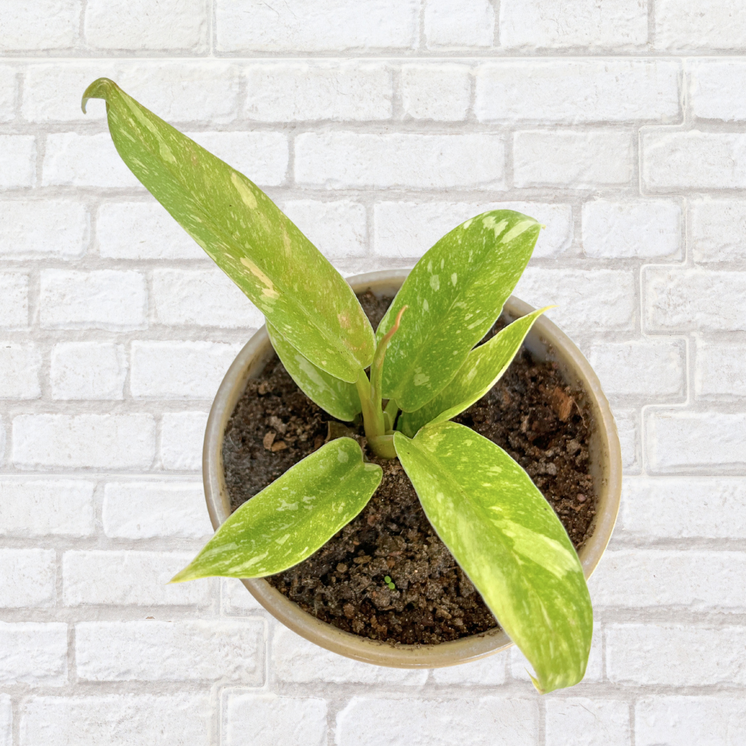 Philodendron Ring of Fire – Potted in 10cm Ceramic Pot