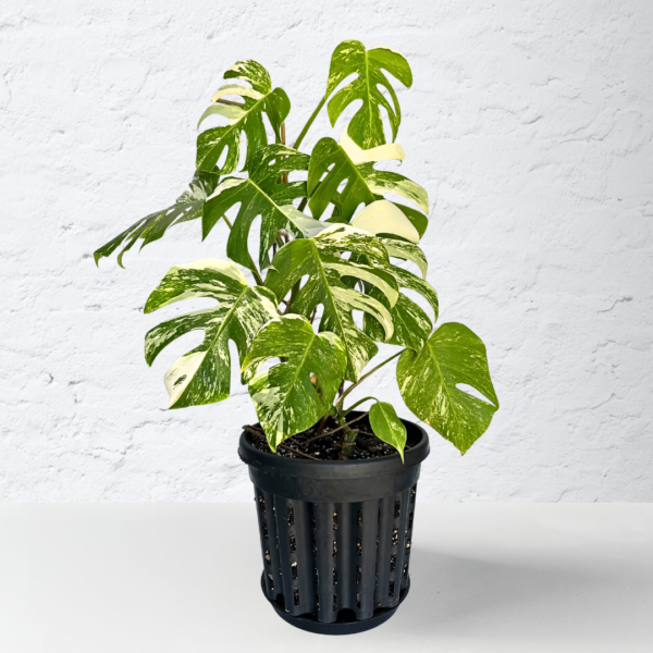 Monstera Albo Variegata 14 | Rare Indoor Plant | Striking White Variegation - Image 2