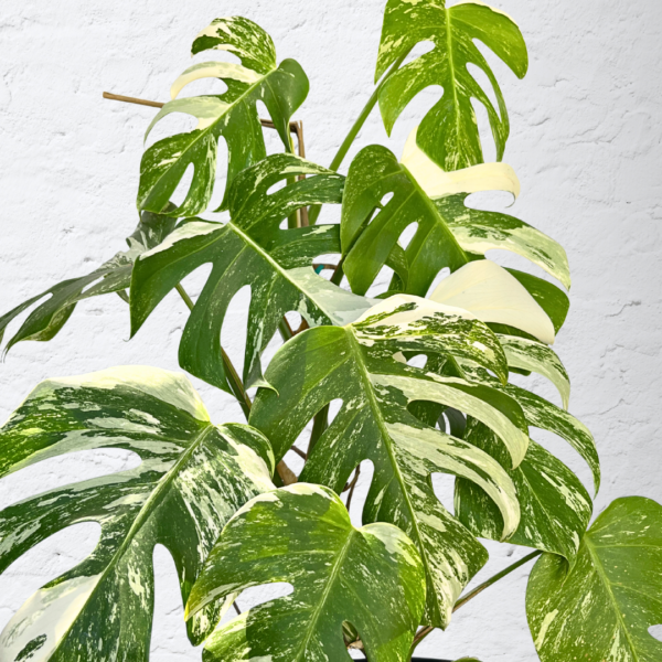 Monstera Albo Variegata 14 | Rare Indoor Plant | Striking White Variegation - Image 4