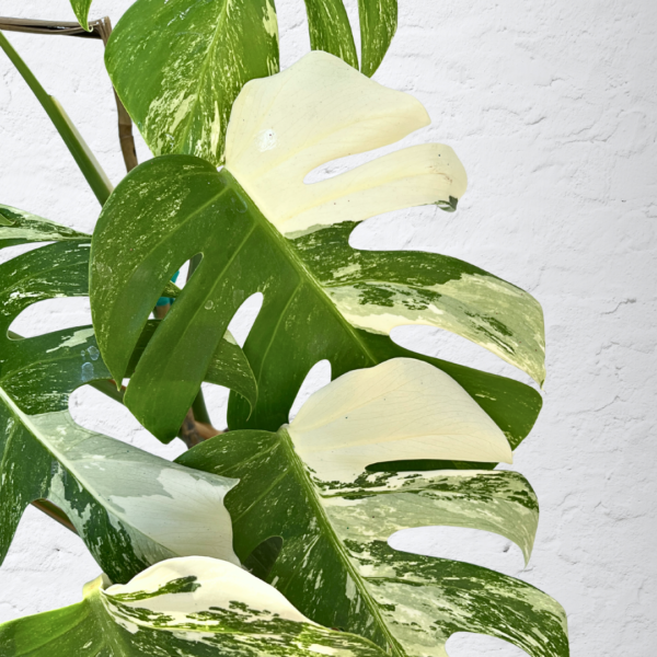 Monstera Albo Variegata 14 | Rare Indoor Plant | Striking White Variegation - Image 3