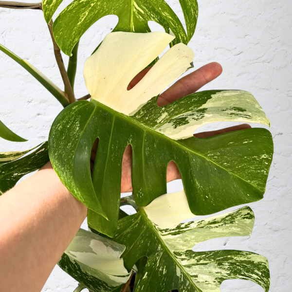 Monstera Albo Variegata 14 | Rare Indoor Plant | Striking White Variegation - Image 5