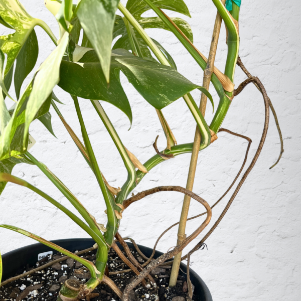 Monstera Albo Variegata 14 | Rare Indoor Plant | Striking White Variegation - Image 6