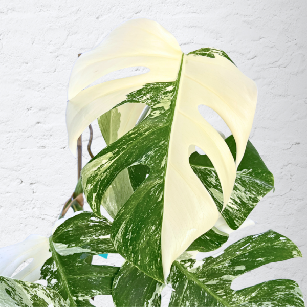 Monstera Albo Variegata 15 | Rare Indoor Plant | Striking White Variegation - Image 2