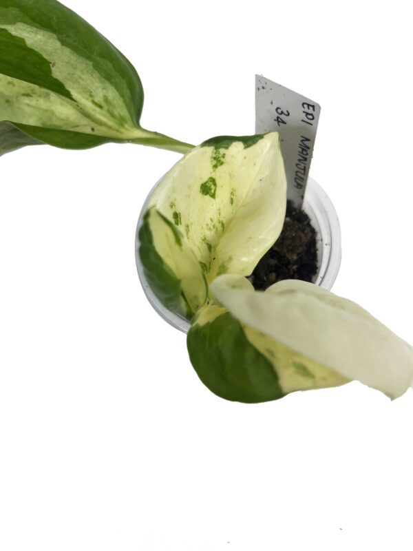 Epipremnum Aureum ‘Manjula’ – Variegated Pothos Indoor Plant - Image 3