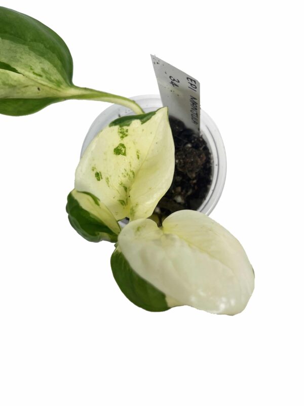 Epipremnum Aureum ‘Manjula’ – Variegated Pothos Indoor Plant - Image 2
