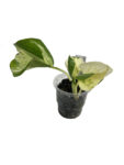 Epipremnum Aureum ‘Manjula’ – Variegated Pothos Indoor Plant