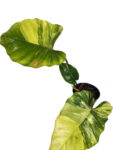 Philodendron Jungle Fever × Snow Drift – Rare Variegated Hybrid Collector Plant