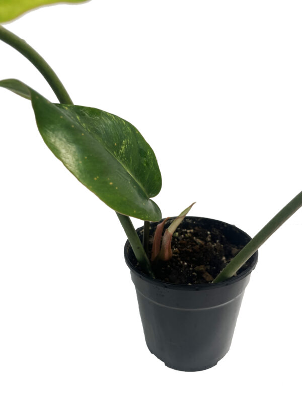 Philodendron Jungle Fever × Snow Drift – Rare Variegated Hybrid Collector Plant - Image 3