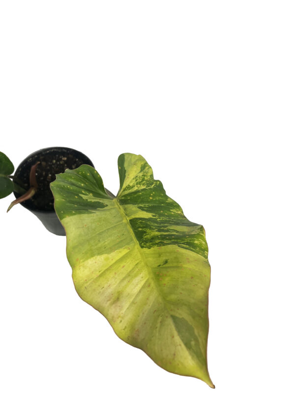 Philodendron Jungle Fever × Snow Drift – Rare Variegated Hybrid Collector Plant - Image 4