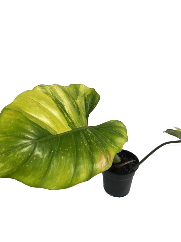Philodendron Jungle Fever × Snow Drift – Rare Variegated Hybrid Collector Plant - Image 5