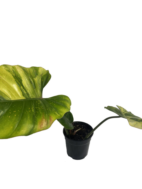 Philodendron Jungle Fever × Snow Drift – Rare Variegated Hybrid Collector Plant - Image 6
