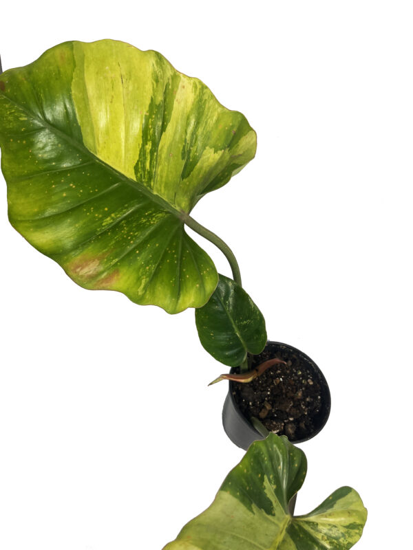 Philodendron Jungle Fever × Snow Drift – Rare Variegated Hybrid Collector Plant - Image 2