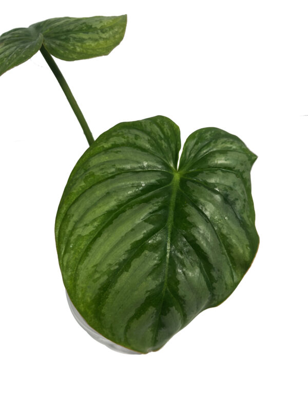 Philodendron Pastazanum Silver – Rare Velvet Leaf Crawler (Plant 2) - Image 2