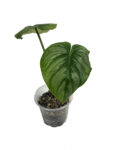 Philodendron Pastazanum Silver – Rare Velvet Leaf Crawler (Plant 2)