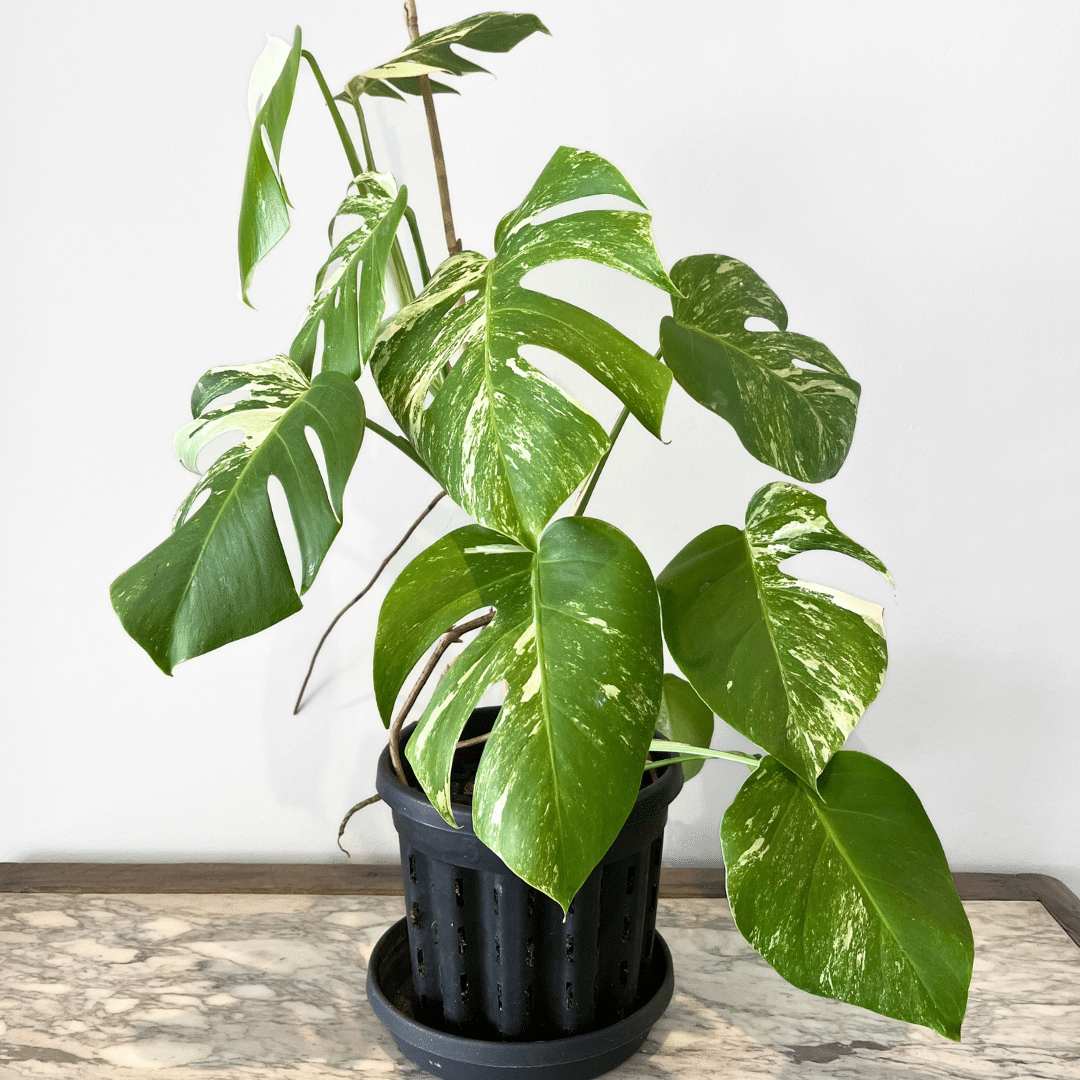 1 Monstera Albo Variegata indoor plant with white variegated fenestrated leaves in nursery pot