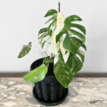 Monstera Albo Variegata Plant | Rare Variegated Swiss Cheese Plant for Indoor Spaces