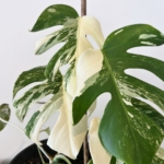 Monstera Albo Variegata indoor plant with white variegated fenestrated leaves in nursery pot