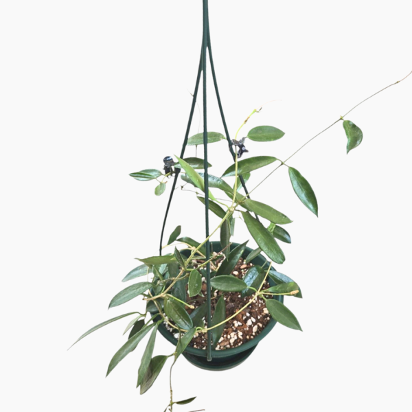 Hoya Stoneana in 16cm Hanging Basket – Rare Indoor Plant with Stunning Foliage - Image 2