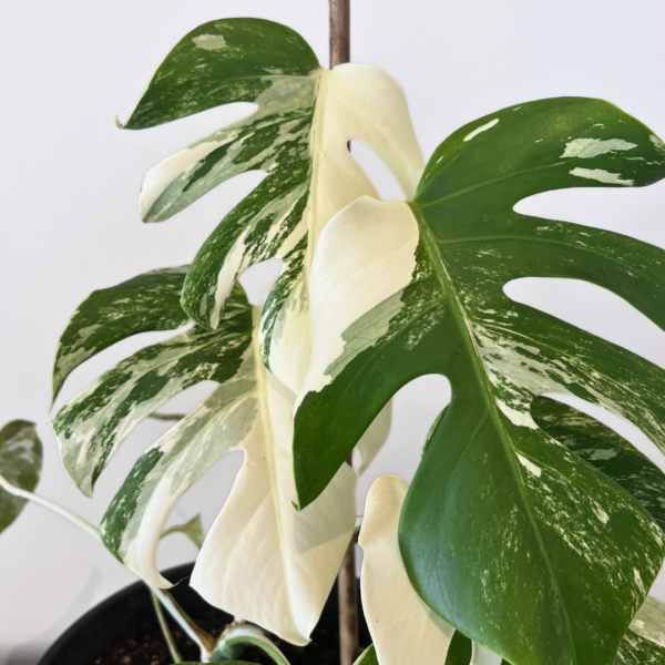 Monstera Albo Variegata indoor plant with white variegated fenestrated leaves in nursery pot