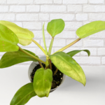 Philodendron Golden Emerald – Lush Indoor Foliage Plant