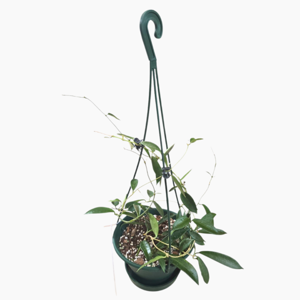 Hoya Stoneana in 16cm Hanging Basket – Rare Indoor Plant with Stunning Foliage - Image 3