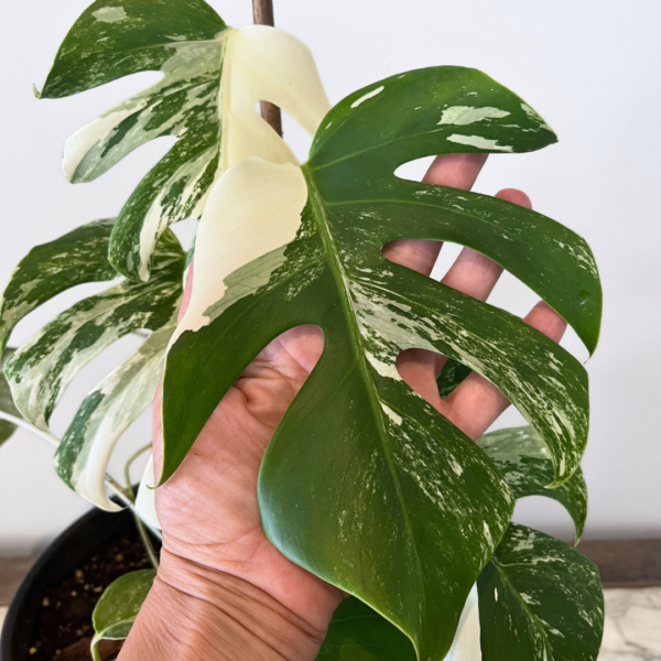 Monstera Albo Variegata Plant 20 | Rare Variegated Swiss Cheese Plant for Indoor Spaces - Image 4