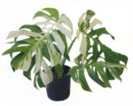 Monstera Borsigiana Albo Variegata – Rare White Variegated Climbing Monstera
