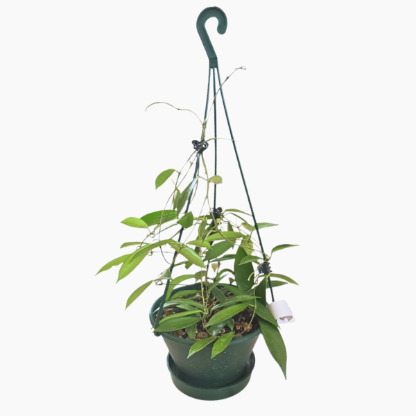 Hoya No.1 Longifolia in 16cm Hanging Pot – Elegant Indoor Trailing Plant - Image 2
