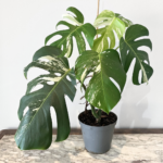 Monstera Albo Variegata indoor plant with white variegated fenestrated leaves in nursery pot