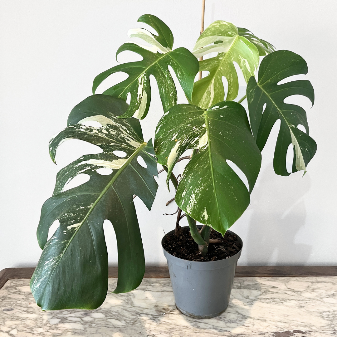 17 Monstera Albo Variegata indoor plant with white variegated fenestrated leaves in nursery pot