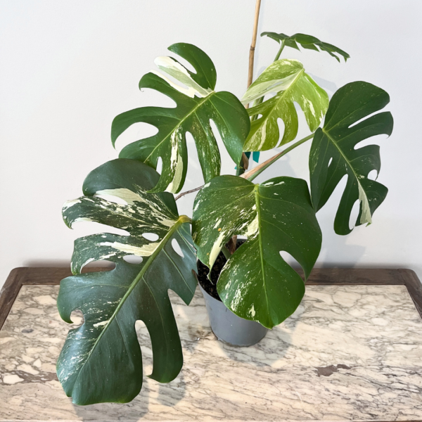 Monstera Albo Variegata Plant 21 | Rare Variegated Swiss Cheese Plant for Indoor Spaces - Image 2