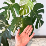 Monstera Albo Variegata indoor plant with white variegated fenestrated leaves in nursery pot