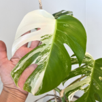 Rare Monstera Albo Variegata plant showing creamy white variegation and split leaves