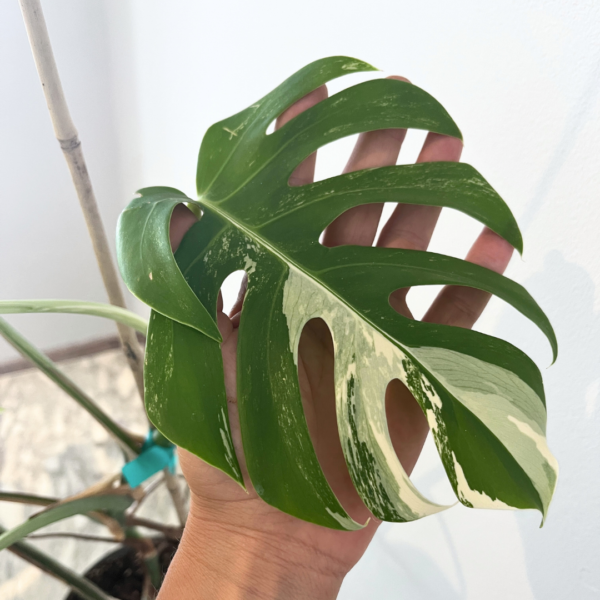 Monstera Albo Variegata Plant 21 | Rare Variegated Swiss Cheese Plant for Indoor Spaces - Image 5