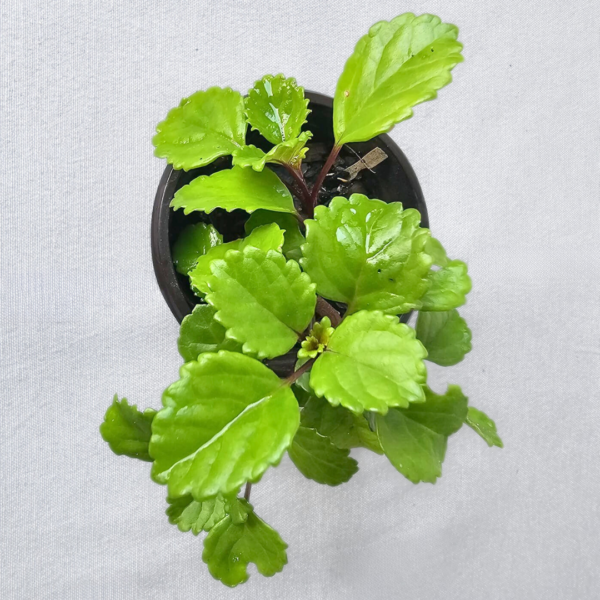 Plectranthus Money Plant – Easy-Care outdoor Prosperity Plant. 4 Plant Outdoor Bundle - Image 2