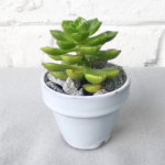 Sedeveria in White Glazed Mini Pot – Easy-Care Succulent