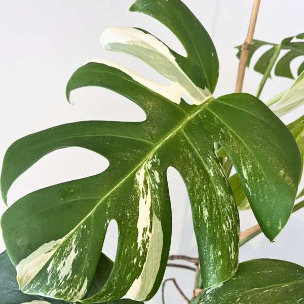 Monstera Albo Variegata Plant 21 | Rare Variegated Swiss Cheese Plant for Indoor Spaces - Image 6