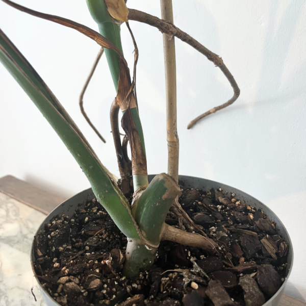 Monstera Albo Variegata Plant 21 | Rare Variegated Swiss Cheese Plant for Indoor Spaces - Image 7