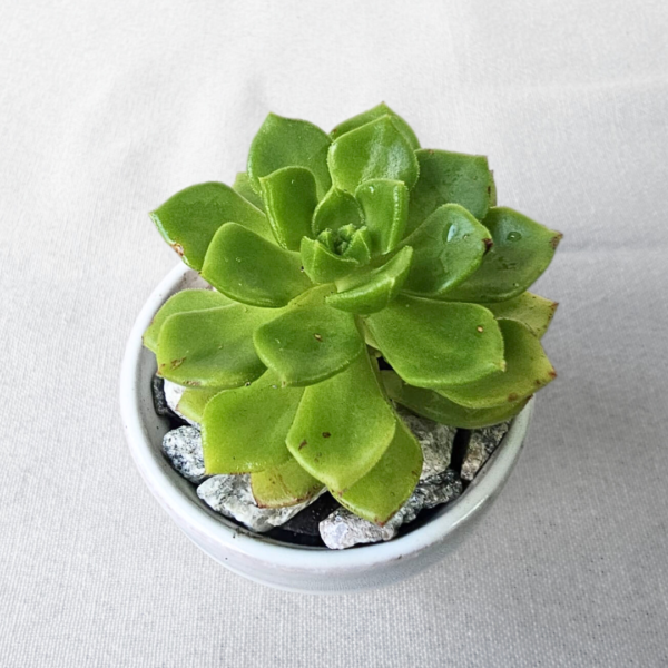 Sedeveria in White Glazed Mini Pot – Easy-Care Succulent - Image 3
