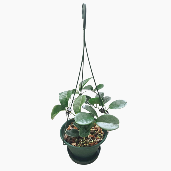 Hoya Albiflora in 16cm Hanging Basket – Elegant Indoor Trailing Plant - Image 2