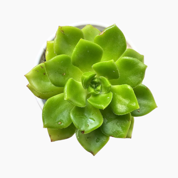 Sedeveria in White Glazed Mini Pot – Easy-Care Succulent - Image 2