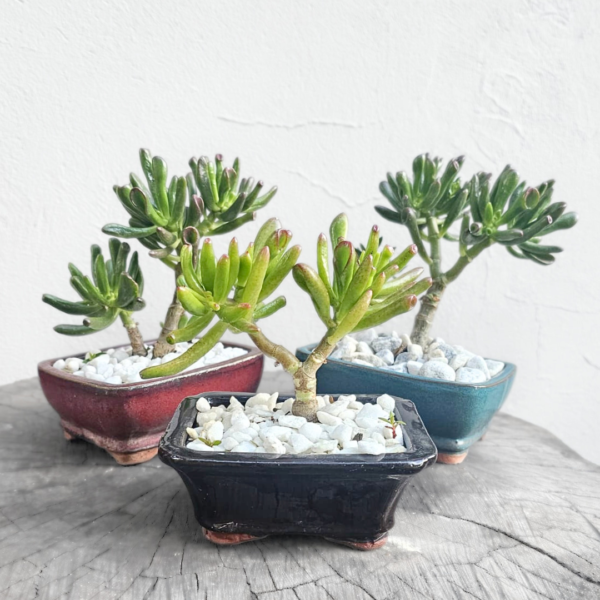Jelly Bean Plant in Bonsai Pot – Sedum Rubrotinctum Succulent - Image 3