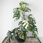 Monstera Albo Variegata Plant 23 | Rare Variegated Swiss Cheese Plant for Indoor Spaces
