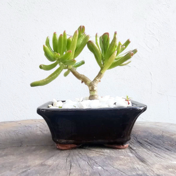 Jelly Bean Plant in Bonsai Pot – Sedum Rubrotinctum Succulent - Image 2