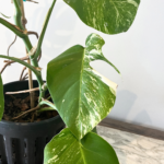 Monstera deliciosa Albo Variegata collector plant with marbled white foliage