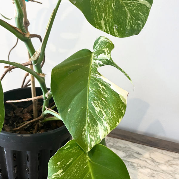 Monstera deliciosa Albo Variegata collector plant with marbled white foliage