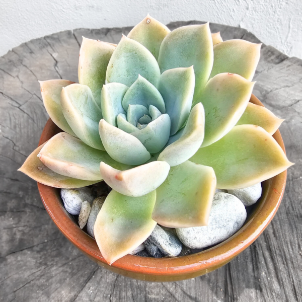 Rock Rose Succulent (Echeveria ‘Rock Rose’) – Potted in Glazed Ceramic Pot - 2 colours - Image 3