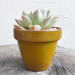 Rock Rose Succulent (Echeveria ‘Rock Rose’) – Potted in Glazed Ceramic Pot - 2 colours