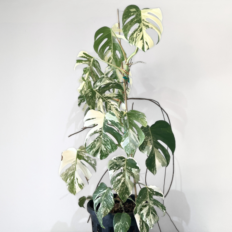 Monstera deliciosa Albo Variegata collector plant with marbled white foliage