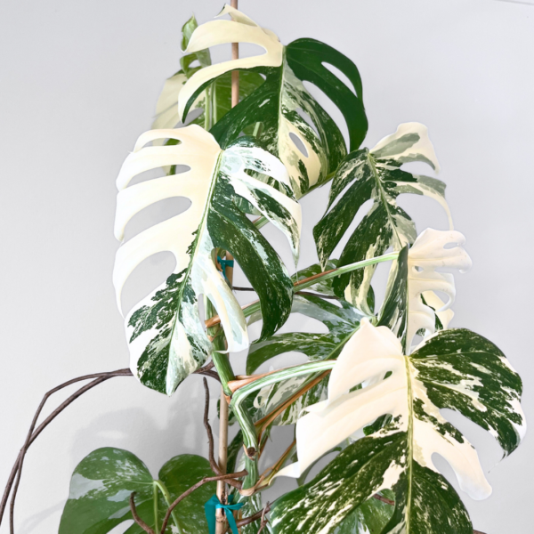 Monstera Albo Variegata Plant 24 | Rare Variegated Swiss Cheese Plant for Indoor Spaces - Image 2